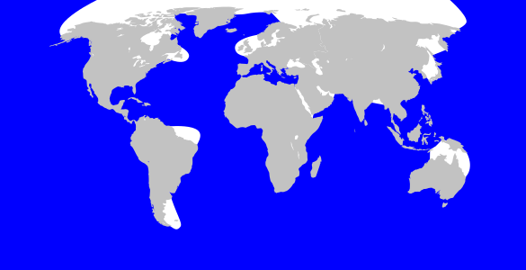 File:Sperm whale range.svg