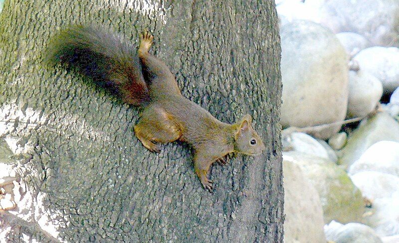 File:Squirrel Sandanski.jpg