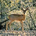 Animals at Hardap Dam: a Steenbok