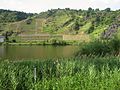 10. Managed terraces next to fallow ones in especially steep and small plots: Hatzenporter Stolzenberg