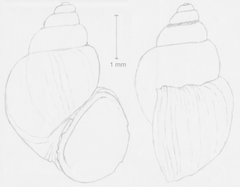 File:Tanousia stenostoma.png