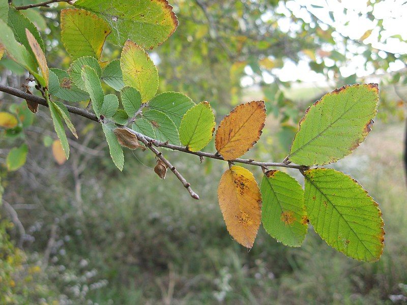 File:Ulmus crassifolia leaves.jpeg