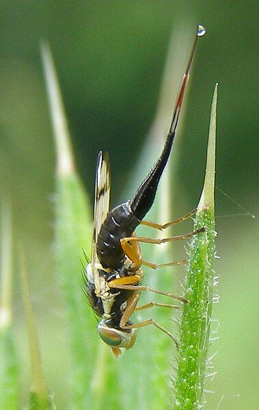 File:Urophora-stylata-Tephritid-fly-20110613c.JPG