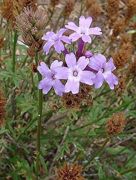 File:Verbena lilacina (27289259614).jpg