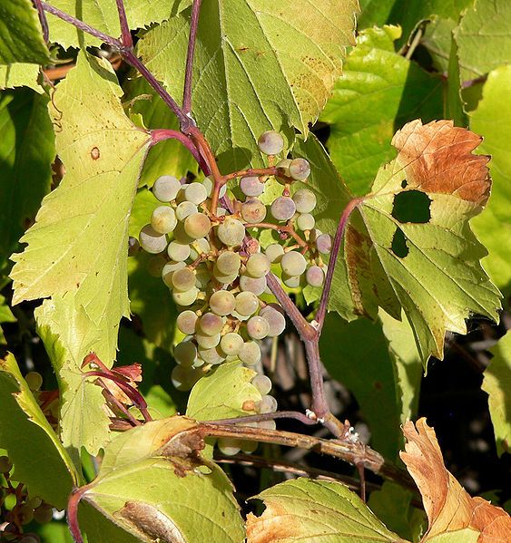 File:Vitis arizonica 8.jpg