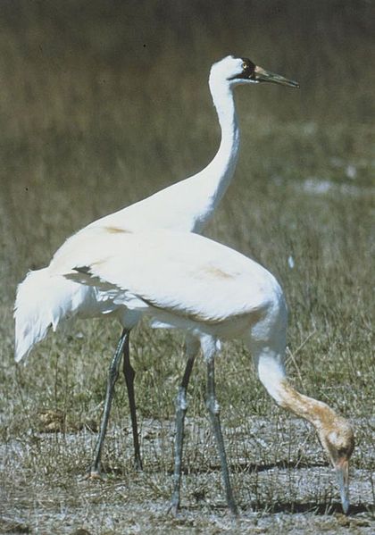 File:Whooping Cranes USFWS.jpg