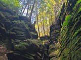 Forest above Witches Gulch