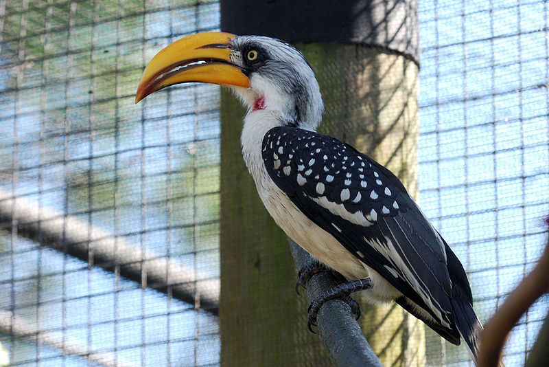 File:Yellow-casqued hornbill.jpg