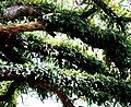 Pleopeltis polypodioides subsp. michauxiana growing on Southern live oak, Tallahassee, Florida.