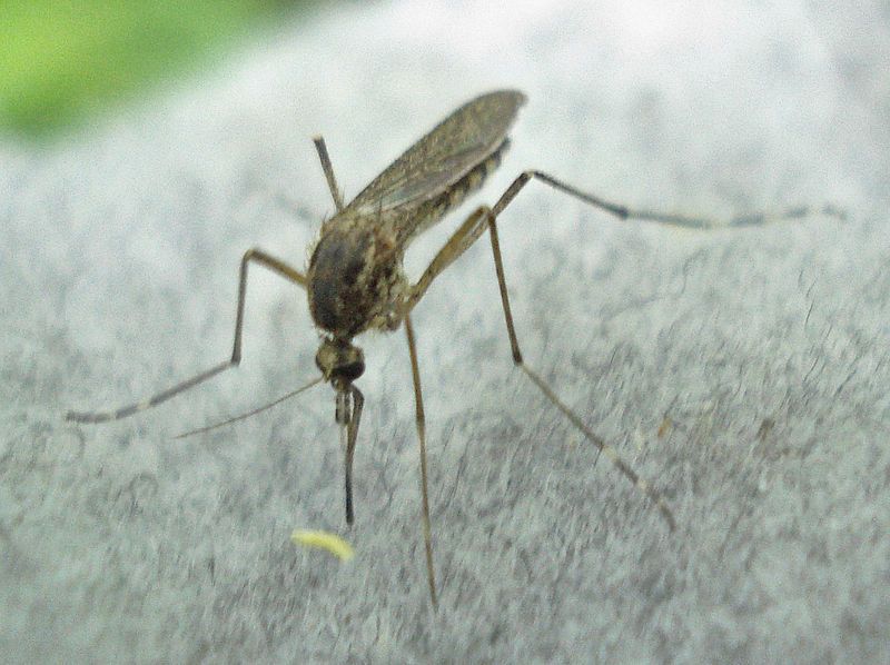 File:Aedes cantans 1.jpg