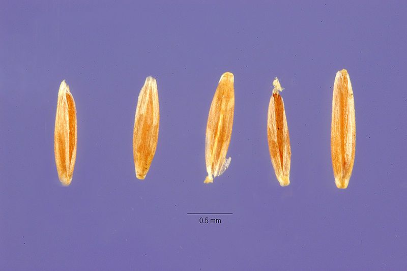 File:Agrostis vinealis seeds.jpg