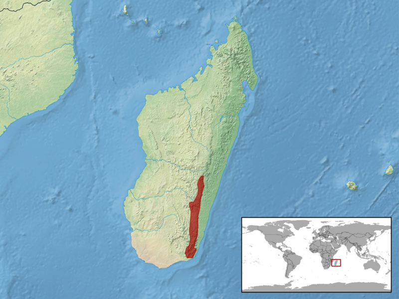 File:Amphiglossus anosyensis distribution.png