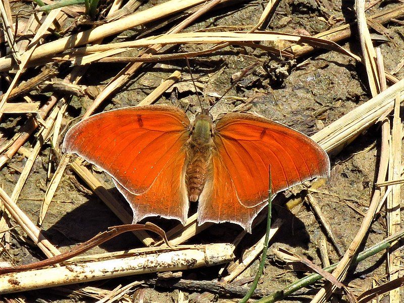 File:Anaea andria 117178848.jpg