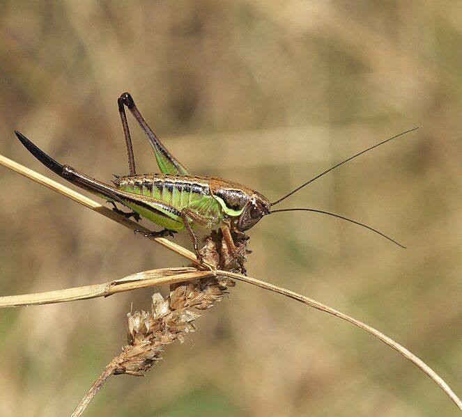 File:Anterastes serbicus f.jpg