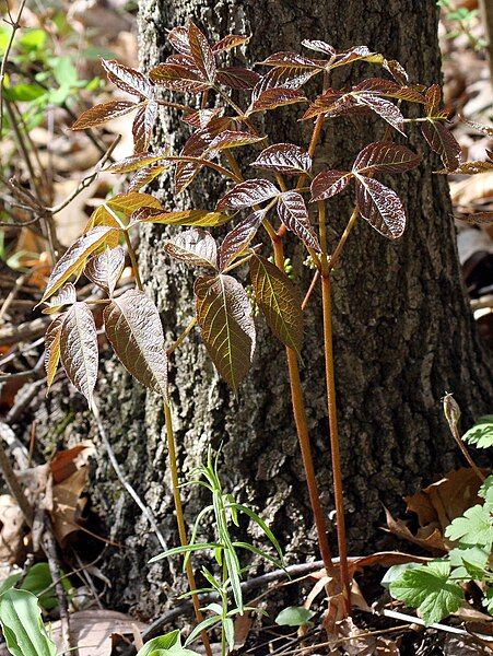 File:Aralia nudicaulis 002.jpg