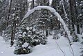 A taiga forest near Pinega