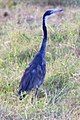 Black-headed Heron