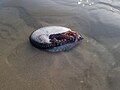 A beached A. nodosus found at Port Phillip, Australia