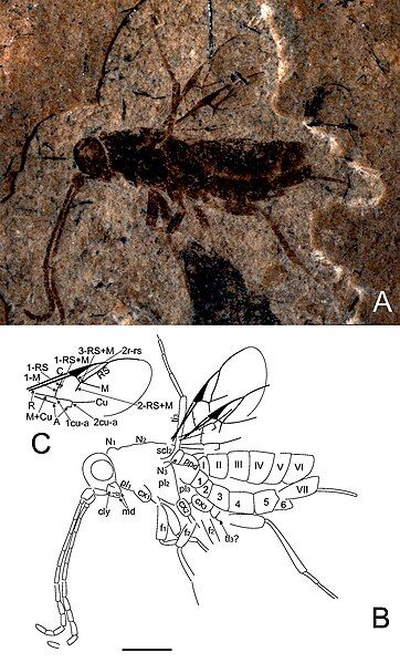 File:Arkadiserphus.jpg