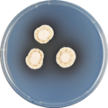 Aspergillus frequens growing on CYA plate