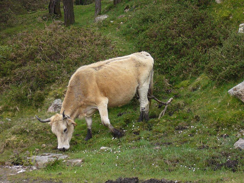 File:Asturiasko mendiko behia1.JPG