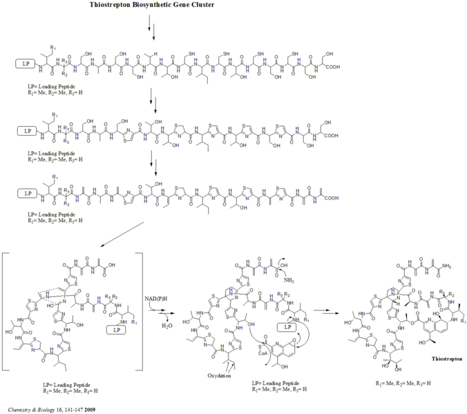 File:Biosynthesis of Thiostrepton.png