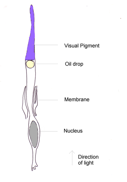 File:BirdCone.png