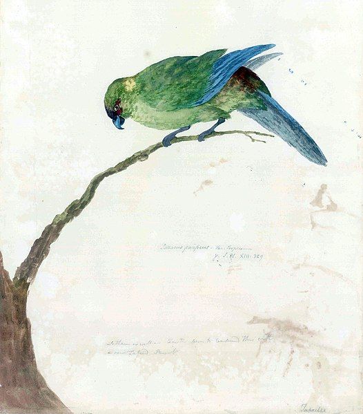 File:Black-fronted Parakeet.jpg