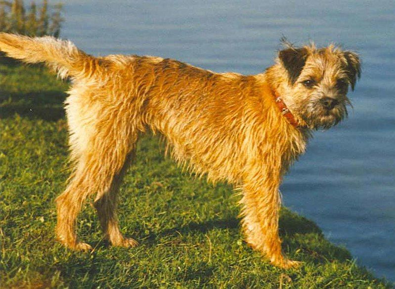 File:Border-terrier-bitch.jpg