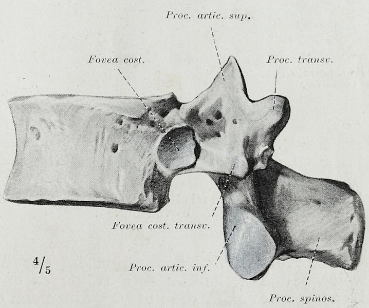 File:Braus 1921 48.png