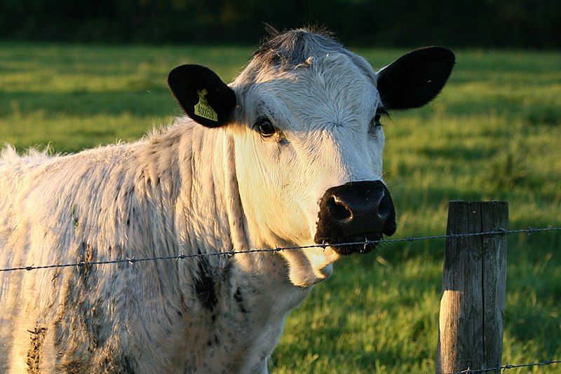 File:British White cow.jpg