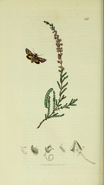 File:Britishentomologyvolume5Plate145.jpg