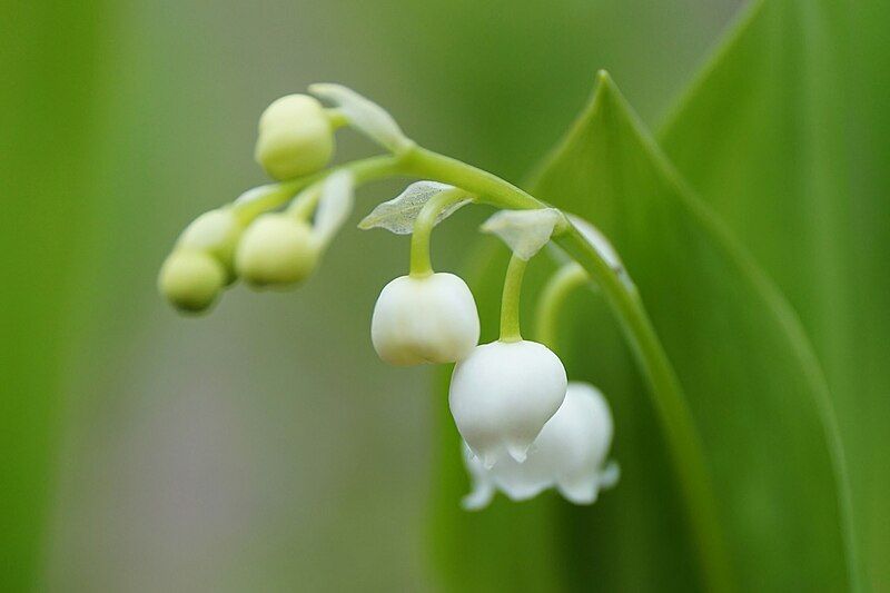 File:Buds--and-flowers-of-lily-of-the-valley.jpg