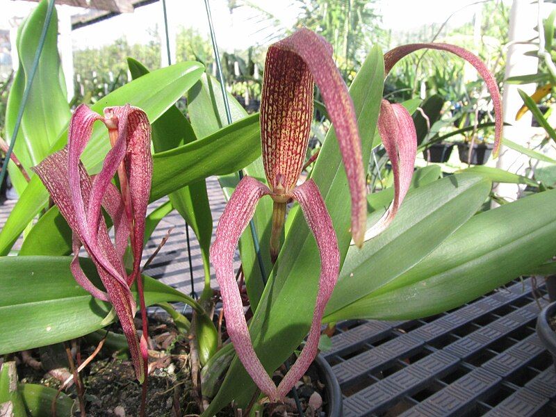 File:Bulbophyllum singulare.jpg