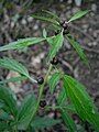 Cardamine bulbifera