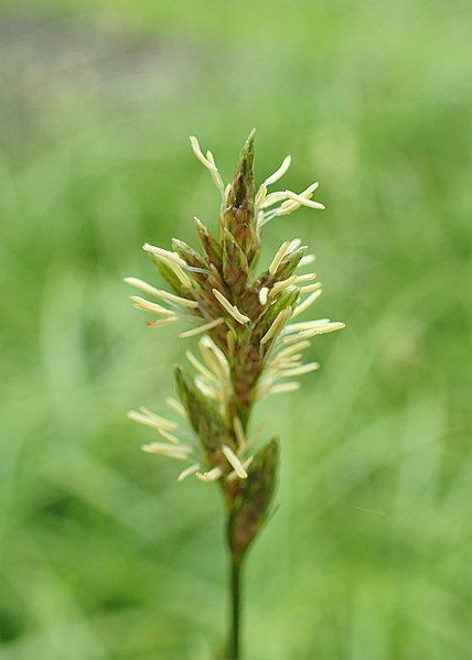 File:Carex brizoides kz01.jpg