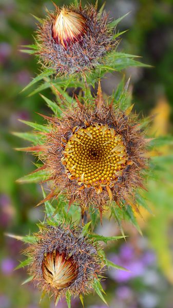 File:Carline-thistle-Twitter-JS-01.jpg