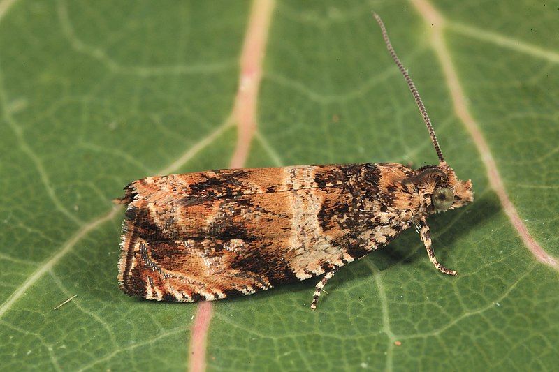 File:Celypha flavipalpana.jpg