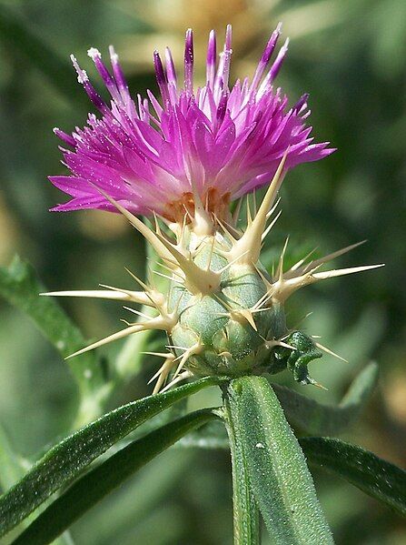 File:Centaurea calcitrapa 001.jpg