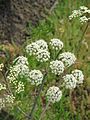 Cicuta virosa inflorescence