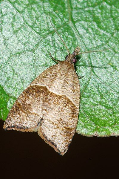 File:Cnephasia incessana 101665566.jpg