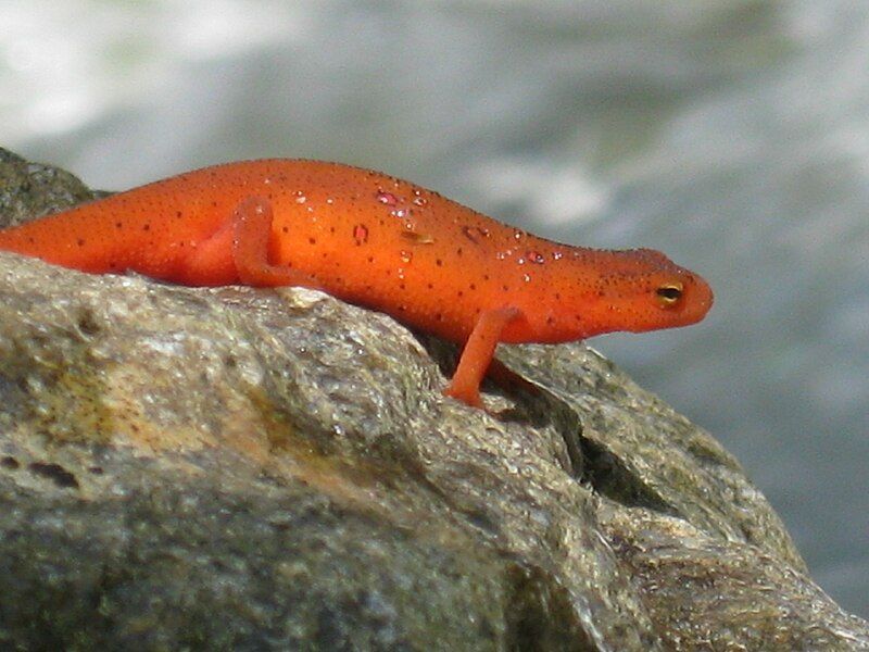 File:Cohutta Wilderness Salamander.jpg