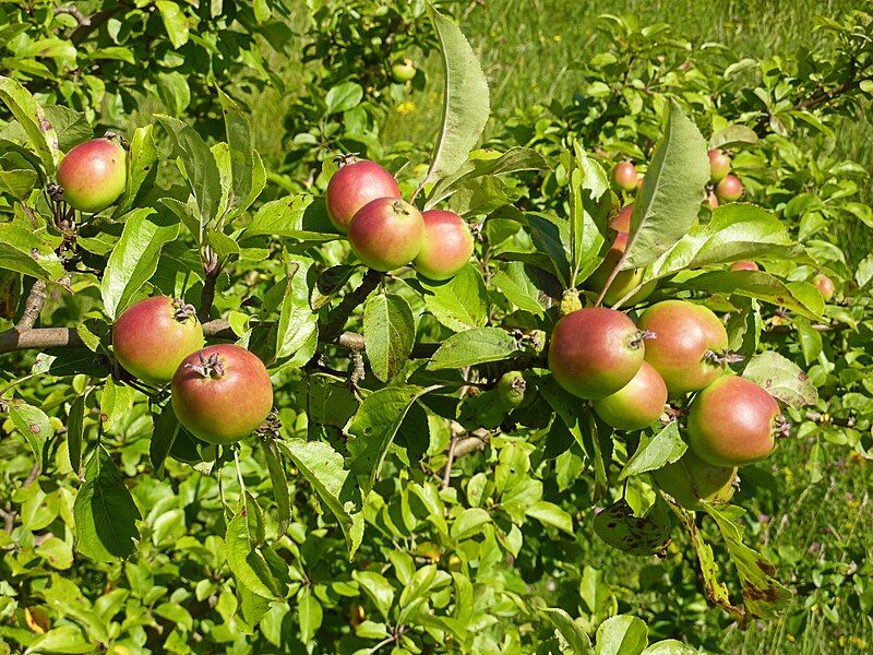 File:Crabapples.jpg