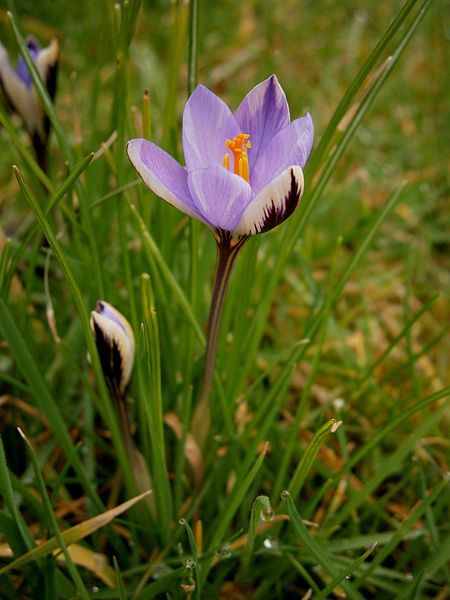 File:Crocus minimus11.jpg