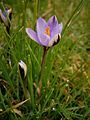 Crocus minimus close-up