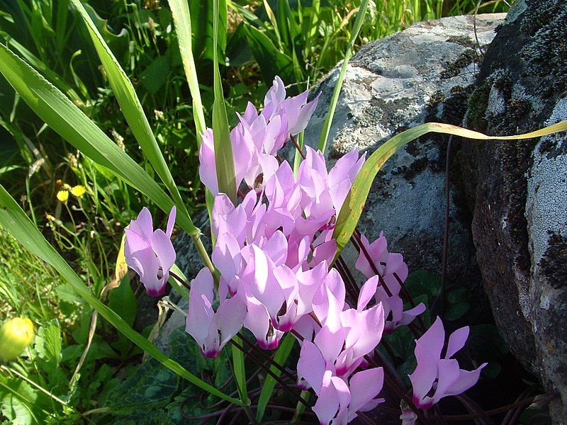 File:Cyclamen-Marth 04, 2007.JPG