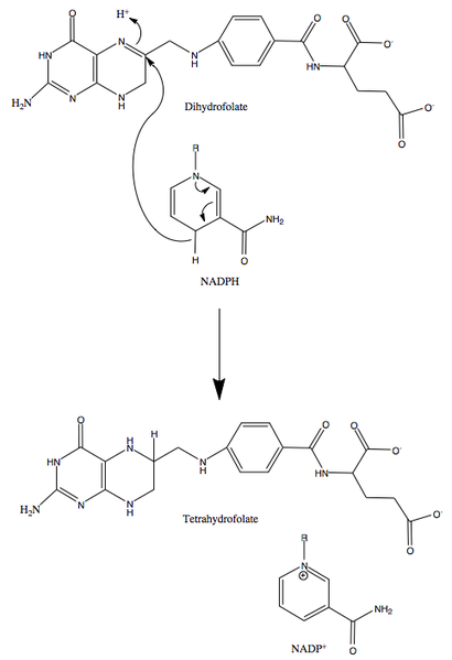 File:DHFRmechanism.png