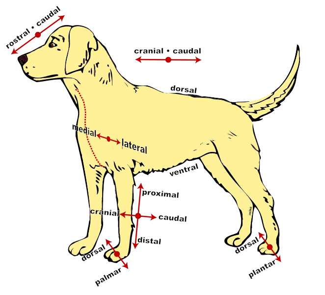 File:Direcoes anatomicas.svg