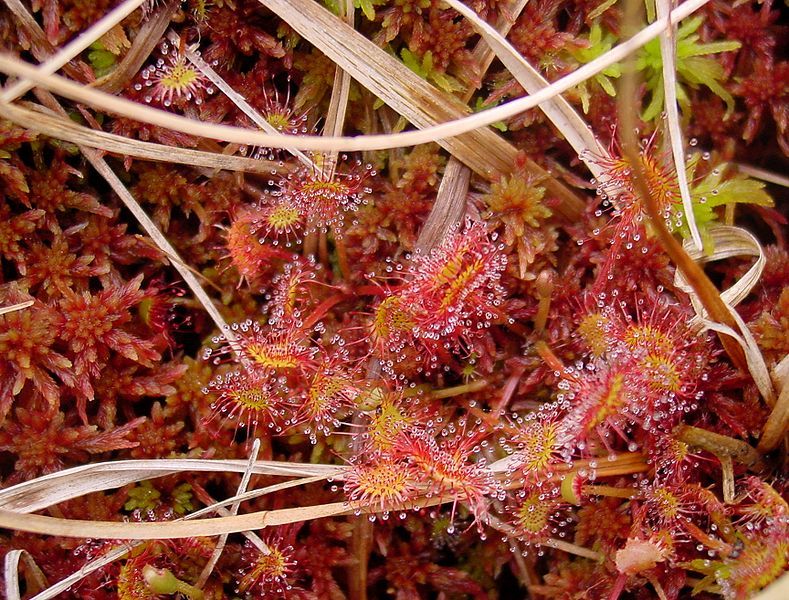 File:Drosera rotundifolia ne1.jpg