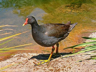 Dusky moorhen, by benjamint444